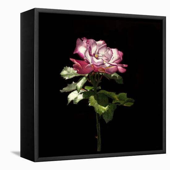 Evening Rose-Sandra Willard-Framed Premier Image Canvas