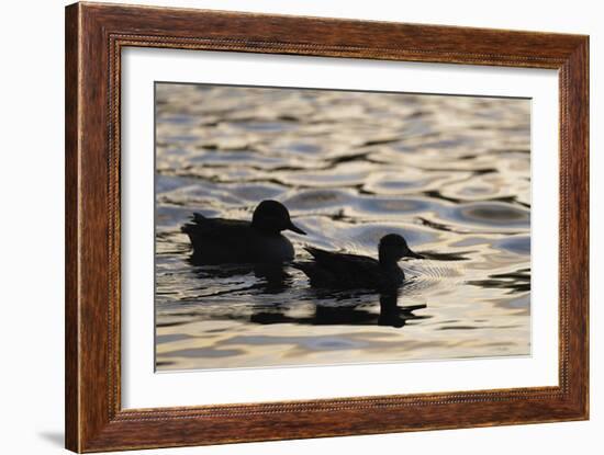 Evening Swim-Staffan Widstrand-Framed Giclee Print