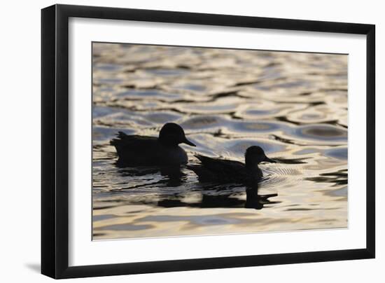 Evening Swim-Staffan Widstrand-Framed Giclee Print