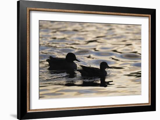 Evening Swim-Staffan Widstrand-Framed Giclee Print