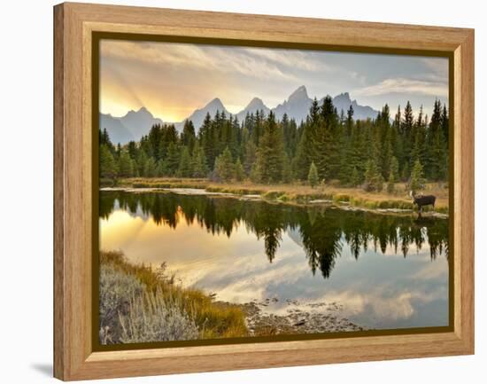 Evening Swim-Jason J. Hatfield-Framed Premier Image Canvas