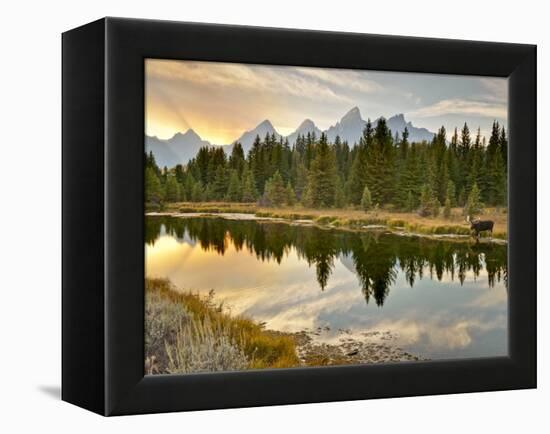 Evening Swim-Jason J. Hatfield-Framed Premier Image Canvas