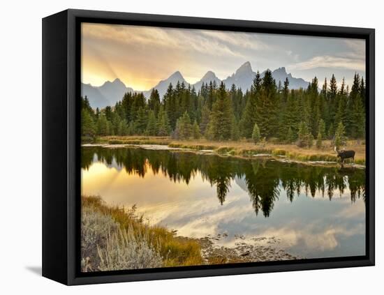 Evening Swim-Jason J. Hatfield-Framed Premier Image Canvas