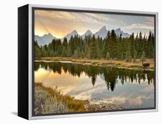 Evening Swim-Jason J. Hatfield-Framed Premier Image Canvas