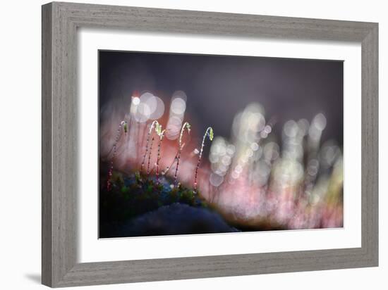 Evening Watchers-Ursula Abresch-Framed Photographic Print