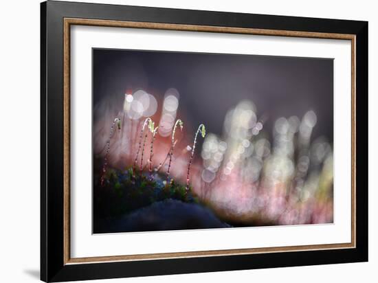 Evening Watchers-Ursula Abresch-Framed Photographic Print