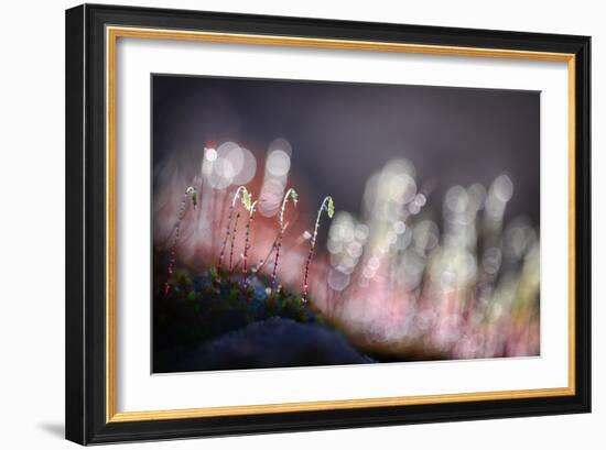 Evening Watchers-Ursula Abresch-Framed Photographic Print