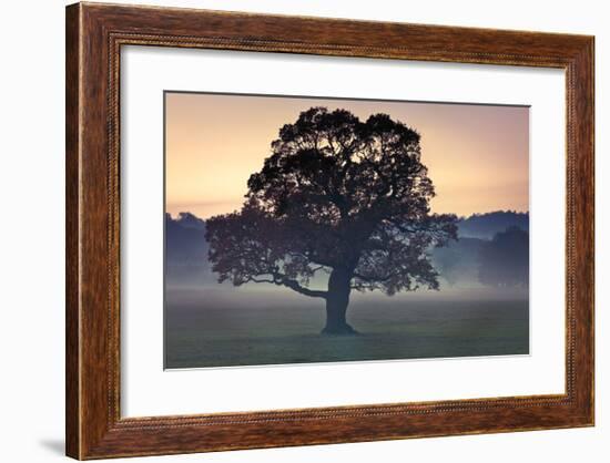 Evening Wisdom-Assaf Frank-Framed Giclee Print