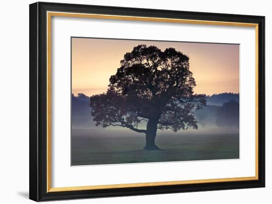 Evening Wisdom-Assaf Frank-Framed Giclee Print