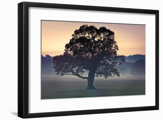 Evening Wisdom-Assaf Frank-Framed Giclee Print