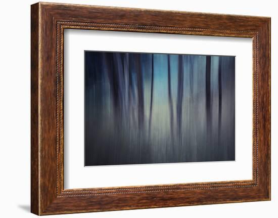 Evening Woods-Ursula Abresch-Framed Photographic Print