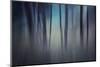 Evening Woods-Ursula Abresch-Mounted Photographic Print