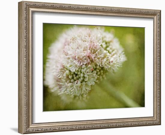 Ever So Softly-Jessica Rogers-Framed Giclee Print