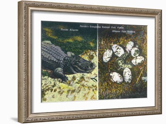 Everglades Nat'l Park, Florida - View of Alligator and Hatching Eggs-Lantern Press-Framed Art Print