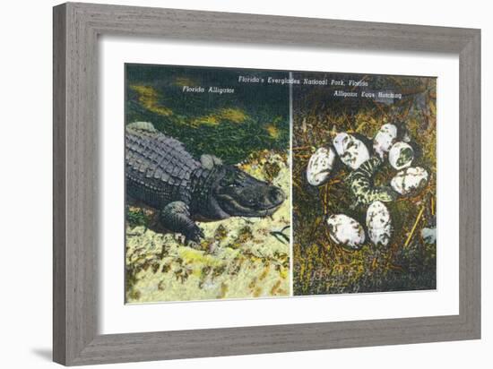 Everglades Nat'l Park, Florida - View of Alligator and Hatching Eggs-Lantern Press-Framed Art Print