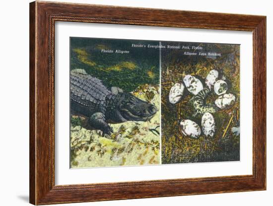 Everglades Nat'l Park, Florida - View of Alligator and Hatching Eggs-Lantern Press-Framed Art Print