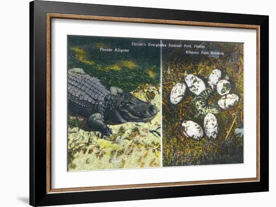 Everglades Nat'l Park, Florida - View of Alligator and Hatching Eggs-Lantern Press-Framed Art Print