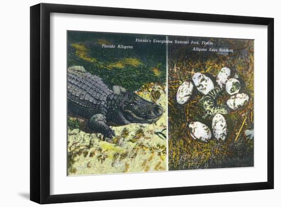 Everglades Nat'l Park, Florida - View of Alligator and Hatching Eggs-Lantern Press-Framed Art Print