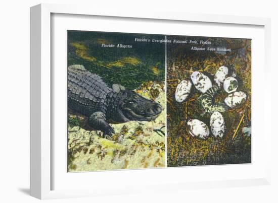 Everglades Nat'l Park, Florida - View of Alligator and Hatching Eggs-Lantern Press-Framed Art Print