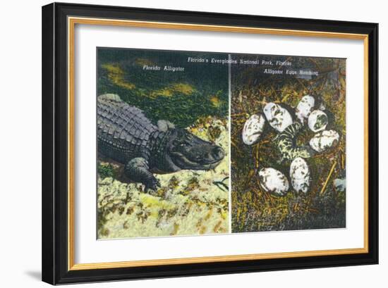 Everglades Nat'l Park, Florida - View of Alligator and Hatching Eggs-Lantern Press-Framed Art Print