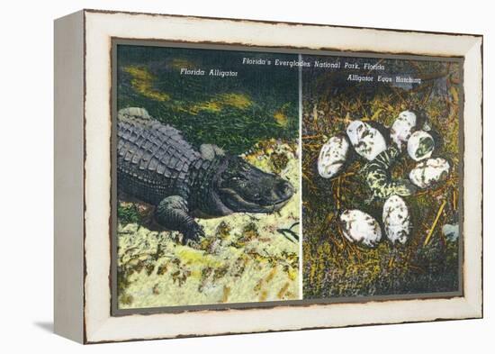 Everglades Nat'l Park, Florida - View of Alligator and Hatching Eggs-Lantern Press-Framed Stretched Canvas