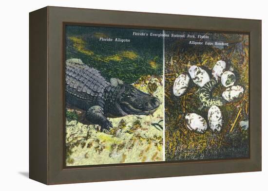 Everglades Nat'l Park, Florida - View of Alligator and Hatching Eggs-Lantern Press-Framed Stretched Canvas