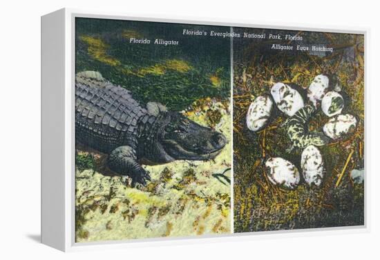 Everglades Nat'l Park, Florida - View of Alligator and Hatching Eggs-Lantern Press-Framed Stretched Canvas