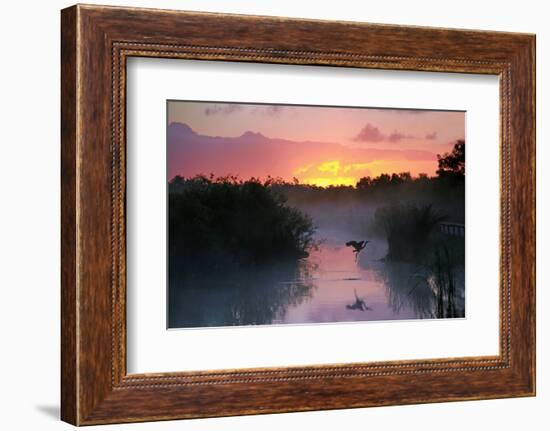 Everglades National Park at Sunrise with the Silhouette of a Flying Heron-Brian Lasenby-Framed Photographic Print