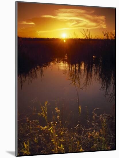 Everglades National Park, FL-Angelo Cavalli-Mounted Photographic Print