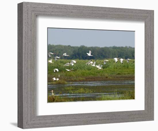 Everglades Reservoirs-Luis M. Alvarez-Framed Photographic Print