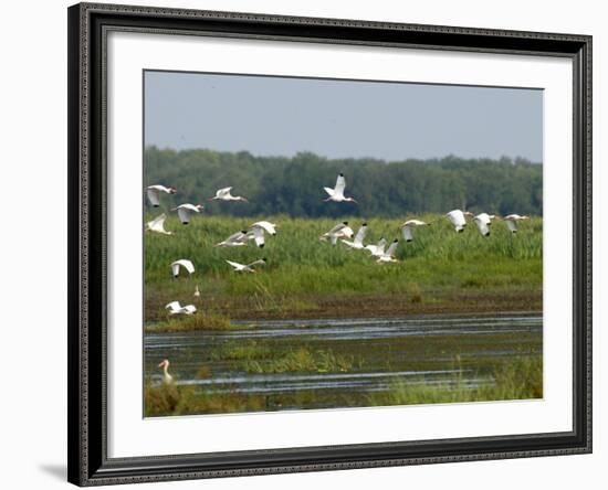 Everglades Reservoirs-Luis M. Alvarez-Framed Photographic Print