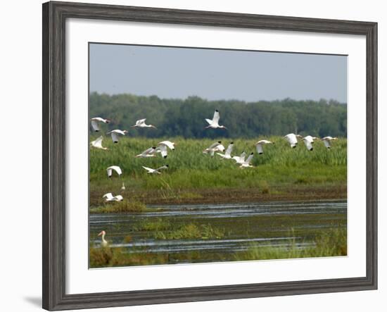 Everglades Reservoirs-Luis M. Alvarez-Framed Photographic Print