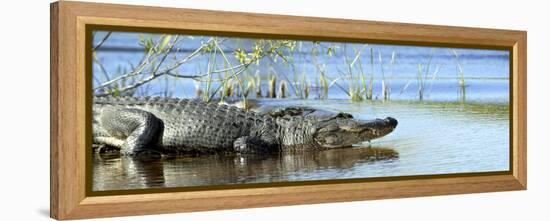 Everglades Restoration-J. Pat Carter-Framed Premier Image Canvas