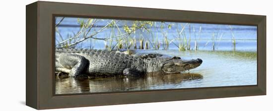 Everglades Restoration-J. Pat Carter-Framed Premier Image Canvas