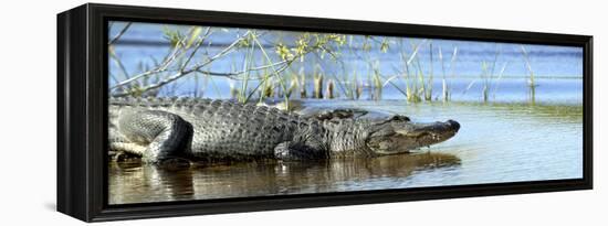 Everglades Restoration-J. Pat Carter-Framed Premier Image Canvas