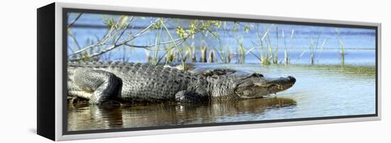 Everglades Restoration-J. Pat Carter-Framed Premier Image Canvas