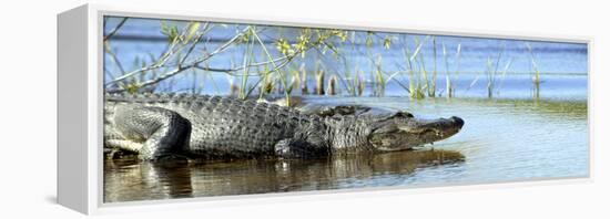 Everglades Restoration-J. Pat Carter-Framed Premier Image Canvas