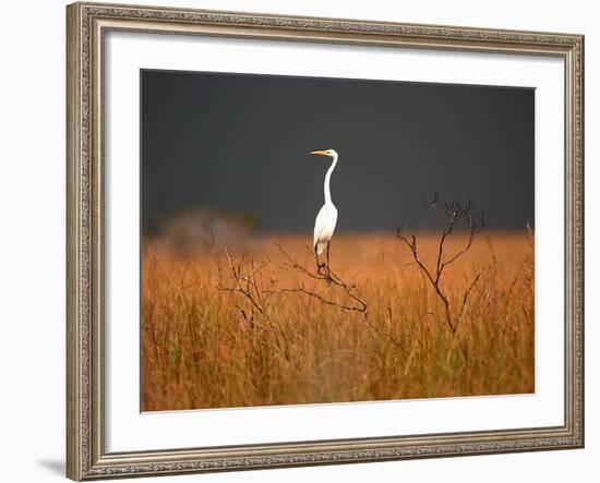 Everglades Restoration-J. Pat Carter-Framed Photographic Print