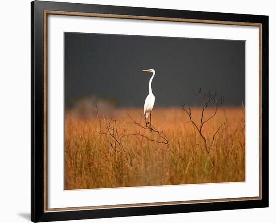 Everglades Restoration-J. Pat Carter-Framed Photographic Print