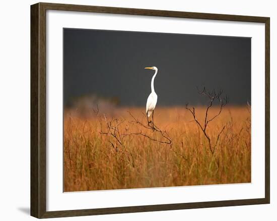 Everglades Restoration-J. Pat Carter-Framed Photographic Print