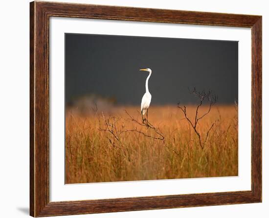 Everglades Restoration-J. Pat Carter-Framed Photographic Print