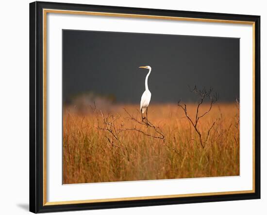 Everglades Restoration-J. Pat Carter-Framed Photographic Print