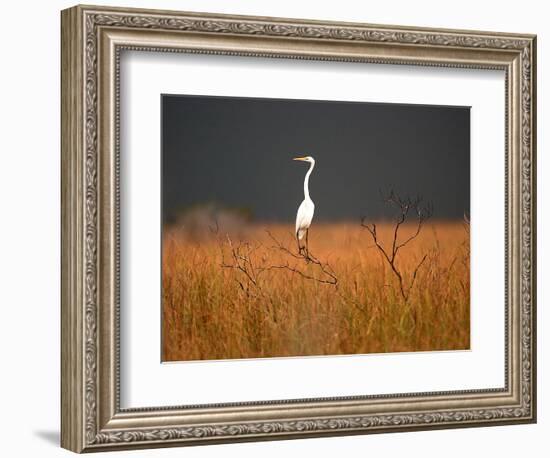 Everglades Restoration-J. Pat Carter-Framed Photographic Print