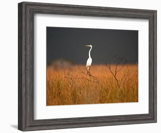 Everglades Restoration-J. Pat Carter-Framed Photographic Print