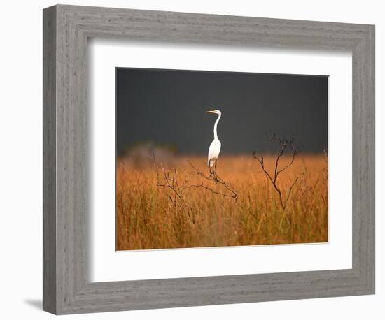 Everglades Restoration-J. Pat Carter-Framed Photographic Print