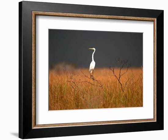 Everglades Restoration-J. Pat Carter-Framed Photographic Print