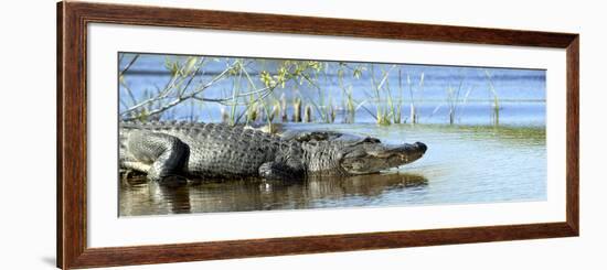 Everglades Restoration-J. Pat Carter-Framed Photographic Print