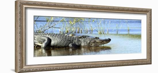 Everglades Restoration-J. Pat Carter-Framed Photographic Print