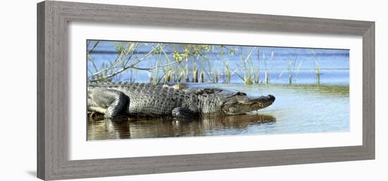 Everglades Restoration-J. Pat Carter-Framed Photographic Print