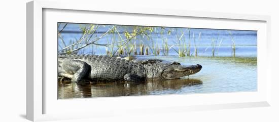 Everglades Restoration-J. Pat Carter-Framed Photographic Print